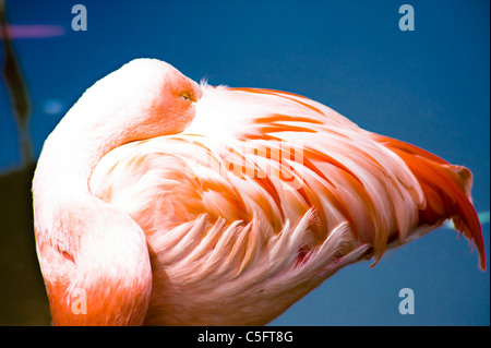 Flamant rose se reposant dans l'étang. Banque D'Images