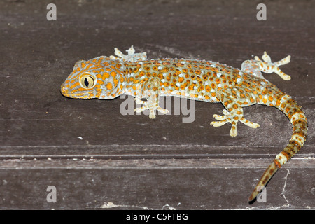 Gecko tokay tropicaux sous toit de maison la nuit, Thaïlande Banque D'Images