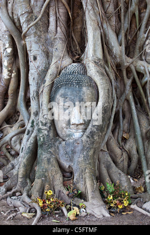 Bouddha tête coincée dans les racines, Wat Phra Mahathat, Ayuthaya, Thaïlande Banque D'Images