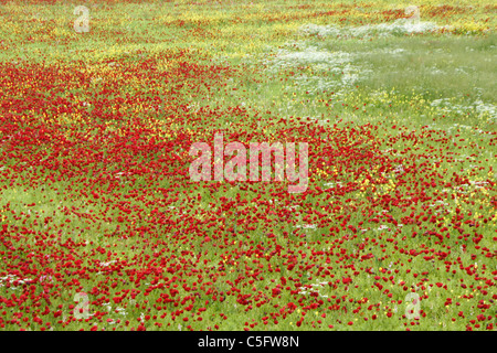 Coquelicots rouges et autres fleurs sauvages fleurissent dans un pré, Anatolie centrale, Turquie Banque D'Images