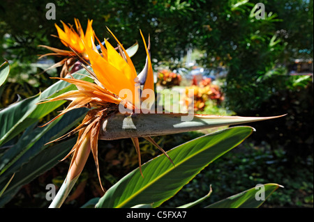 Oiseau de Paradis Orange Flower Kauai Hawaii océan pacifique Banque D'Images