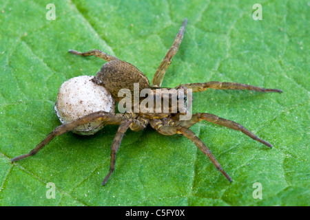 Araignées Lycosa ou frondicola Hogna transportant sac Michigan USA Banque D'Images