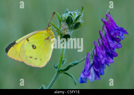 Colias philodice assombri papillon perché sur Cow Vetch Vicia cracca Michigan USA Banque D'Images