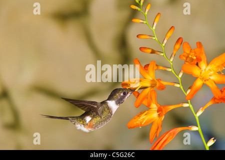 Colibri à gorge pourpre de Woodstar, Calliphlox mitcelli, se nourrissant sur la fleur de Montbretia à Tandayapa Lodge en Équateur. Banque D'Images