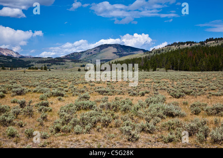 Prairie avec de l'armoise Gallatin de montagnes en distance au Parc National de Yellowstone Banque D'Images