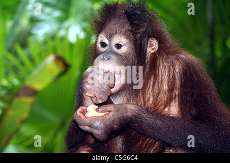 À l'orang-outan Lok Kawi Wildlife park Kota Kinabalu Sabah Malaisie Bornéo Banque D'Images