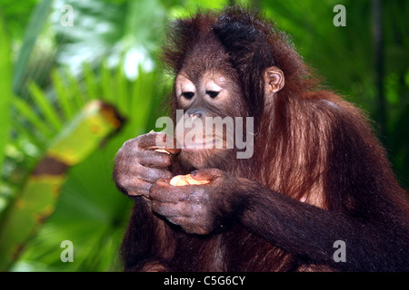 À l'orang-outan Lok Kawi Wildlife park Kota Kinabalu Sabah Malaisie Bornéo Banque D'Images