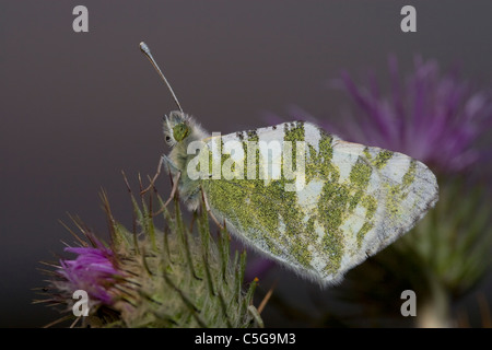 Green-Striped (Euchloe belemia blanc papillon) Banque D'Images