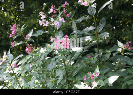 Balsamine de l'Himalaya indien, sapin baumier, jumping jack, Impatiens glandulifera casque de policier Banque D'Images