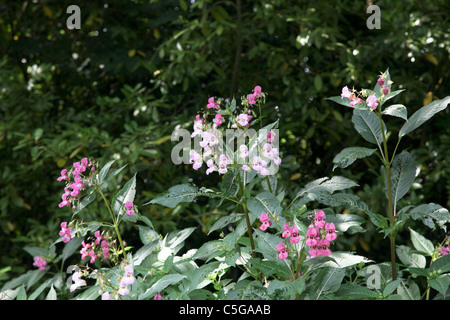 Balsamine de l'Himalaya indien, sapin baumier, jumping jack, Impatiens glandulifera casque de policier Banque D'Images