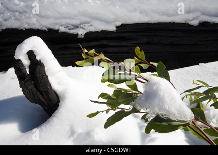 De nouvelles feuilles de gomme sous la neige dans une forêt de brousse Banque D'Images