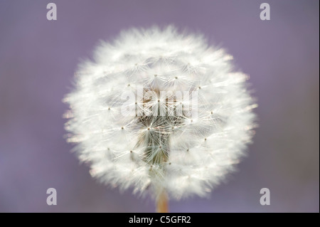 Graines de pissenlit Taraxacum officinale Kent UK Banque D'Images