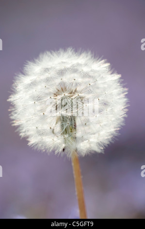 Graines de pissenlit Taraxacum officinale Kent UK Banque D'Images