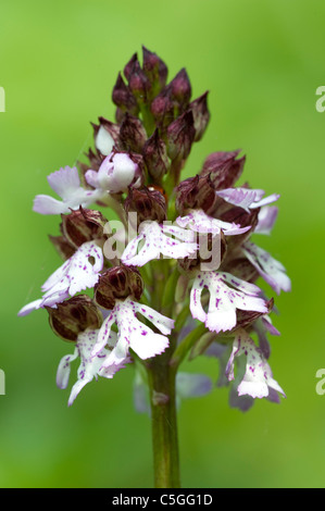 Orchidée Orchis purpurea Stockbury Woodland Hill Kent UK Banque D'Images