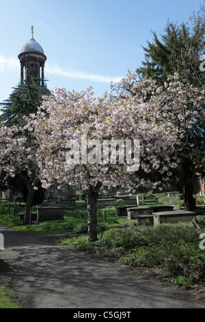 ST CHAD'S tour de l'Église est vue ici du cimetière de l'église a déclaré à la fin du printemps dans la région de Shrewsbury. Banque D'Images