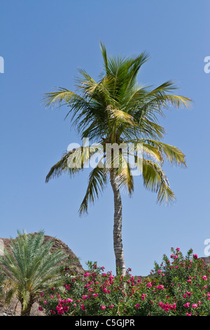 Un palmier dans les jardins paysagers de l''Al Bustan Palace Hotel and Resort près de Mascate, Oman. Banque D'Images