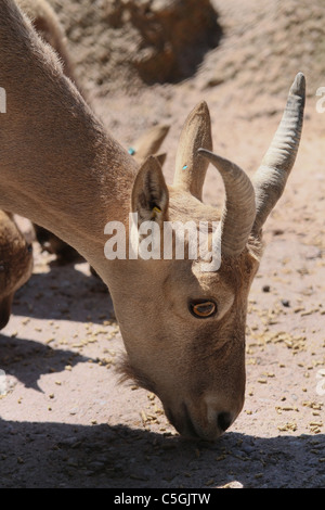 Mouflon aoudad Banque D'Images