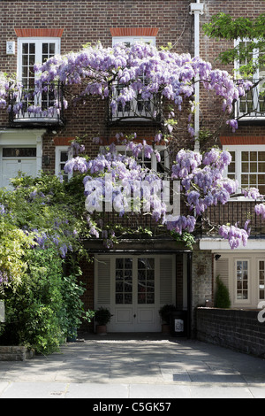 Glycines Glycines (floribunda), vu ici, c'est la pleine floraison au printemps à Londres, c'est l'une des nombreuses maisons couvertes de fleurs à Londres. Banque D'Images