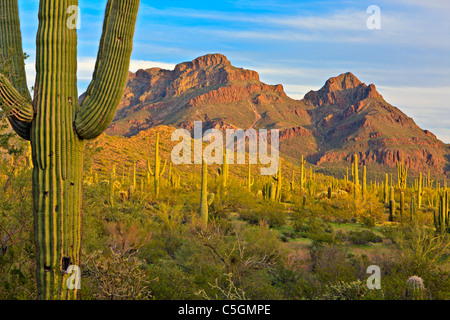 Ajo Range, monts, cactus Saguaro, printemps, tuyau d'Organe National Monument, Arizona, USA Banque D'Images