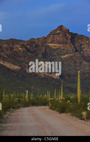 Ajo Mountain Drive, route de gravier menant vers la plage au crépuscule Montagnes Ajo dans tuyau d'Organe National Monument, Arizona, États-Unis Banque D'Images