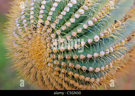 Saguaro cactus close up, Carnegiea gigantea, tuyau d'Organe National Monument, Arizona, USA Banque D'Images