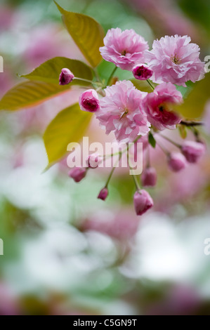 Printemps fleur de cerisier - prunus kanzan Banque D'Images