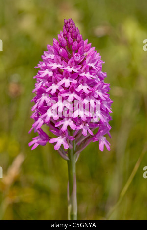 Chef de grandes fleurs orchidée pyramidale Anacamptis pyramidalis Banque D'Images