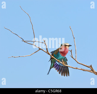 Lilac Breasted Roller Coracias cordatus s'étendant une aile à Madikwe game reserve Afrique du Sud Banque D'Images