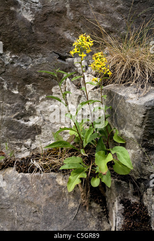 Houghton Solidago virgaurea croissant dans une crevasse calcaire Banque D'Images