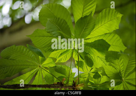 Aesculus hippocastanum - marronnier d'arbre, arbre de conker Banque D'Images