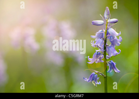 English Bluebells ou conjoint de bluebells - Hyacinthoides non-scripta Banque D'Images