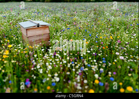 Pré de fleurs sauvages. Ruche dans un champ plein de fleurs sauvages d'une journée d'été Banque D'Images