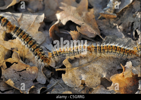 Les chenilles de processionnaire du pin (Thaumetopoea pityocampa Traumatocampa /) qui suit dans la tête à la queue procession en forêt Banque D'Images