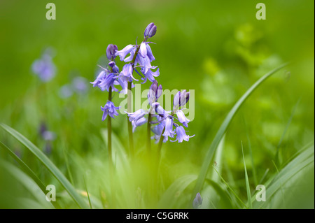 English Bluebells ou conjoint de bluebells - Hyacinthoides non-scripta Banque D'Images