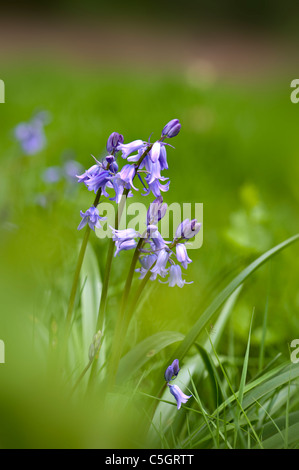 English Bluebells ou conjoint de bluebells - Hyacinthoides non-scripta Banque D'Images