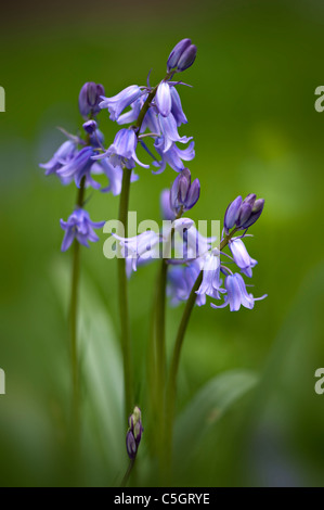 English Bluebells ou conjoint de bluebells - Hyacinthoides non-scripta Banque D'Images