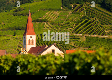 La paroisse de Saint Martin d'Ammerschwihr et clocher de l'Église s'élèvent au-dessus des vignes le long de la route des vins, Alsace, Haut-Rhin, France Banque D'Images