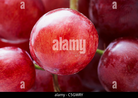 Gros plan d'une grappe de raisin rouge Banque D'Images