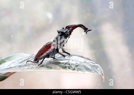 Stag beetle sur la feuille Banque D'Images