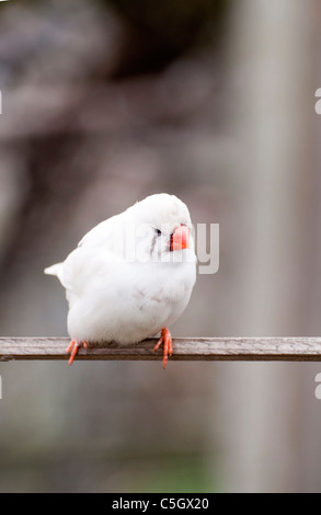 Un diamant mandarin blanc flanqué de châtaignier Banque D'Images