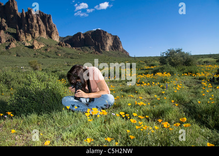 Un photographe se trouve dans un champ de coquelicots de photographier un gros plan d'une fleur simple. Banque D'Images