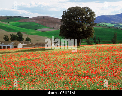 Domaines de fleurs sauvages au printemps autour de La Mancha en Castille, en Espagne. La plupart des régions faiblement peuplées de l'Espagne Communautés autonomes. Banque D'Images