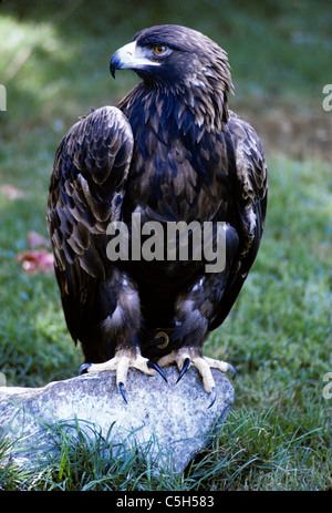 San Francisco, Californie. Golden Eagle avec liens sur leg siège au rock en zoo de San Francisco. Banque D'Images