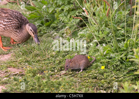 Rat brun Rattus norvegicus se nourrissant au bord d'un étang de canard mangeant des morceaux nourris aux canards Norfolk UK Banque D'Images