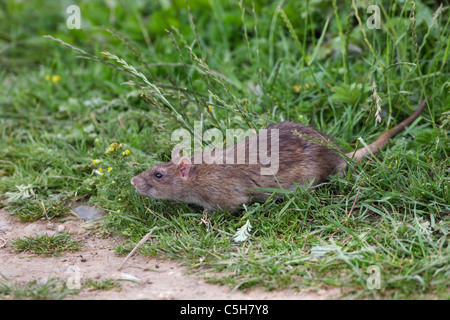 Rat surmulot Rattus norvegicus nourrir Banque D'Images