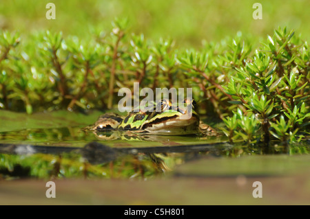 La grenouille verte en étang Banque D'Images