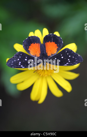 Le Tigre Longwing ou papillon Heliconius hecale (Passiflore) Banque D'Images