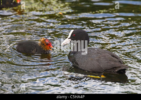 Coot Fulica atra nourrir les jeunes Banque D'Images