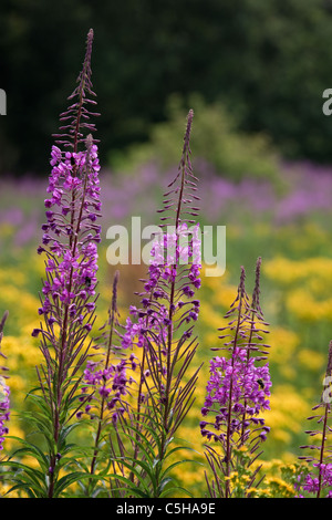 Rosebay willowherb Chamerion augustifolium Séneçon et sur les terres communes de Norfolk Banque D'Images