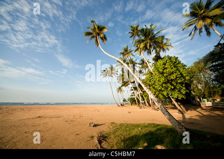 Les cocotiers sur la plage de club Koggala Village, Matara, LKA, Sri Lanka Banque D'Images